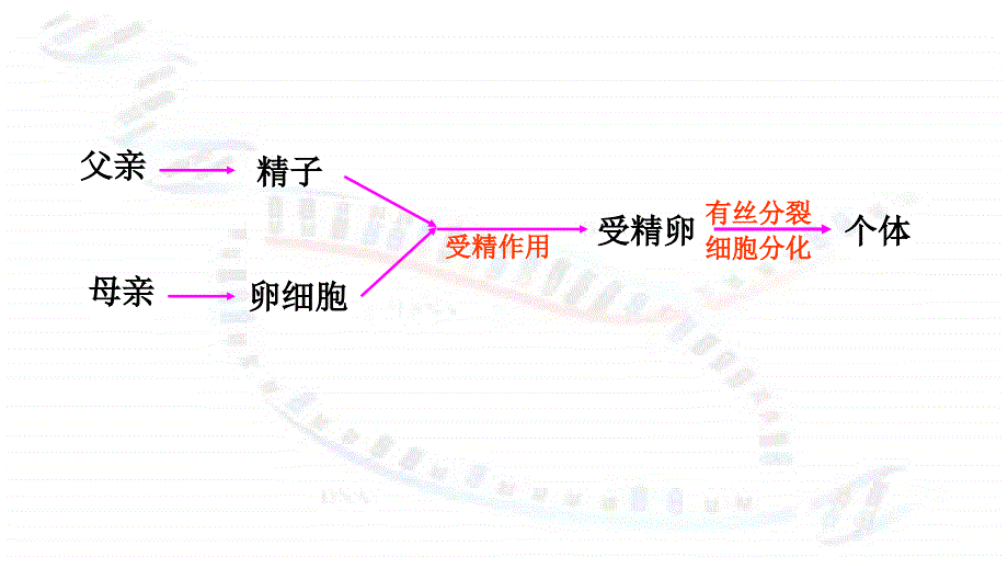 高一生物必修2减数分裂和受精作用_第2页