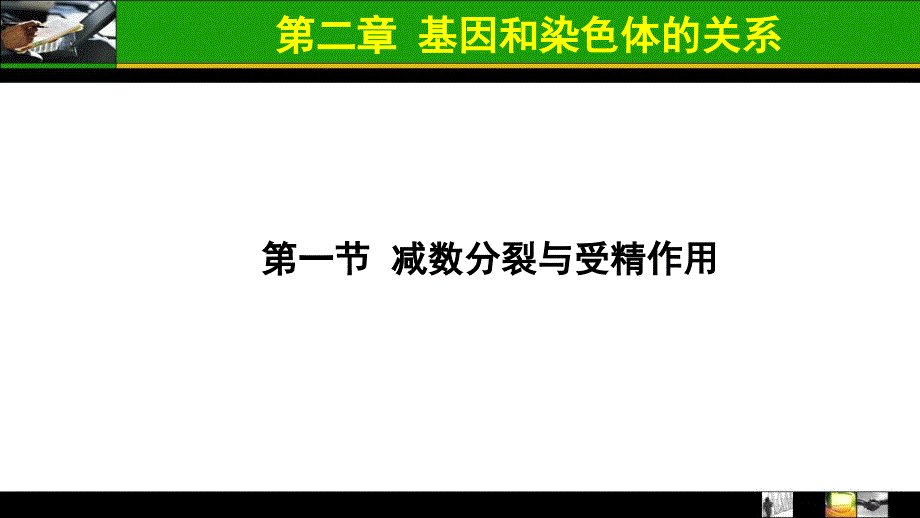 高一生物必修2减数分裂和受精作用_第3页