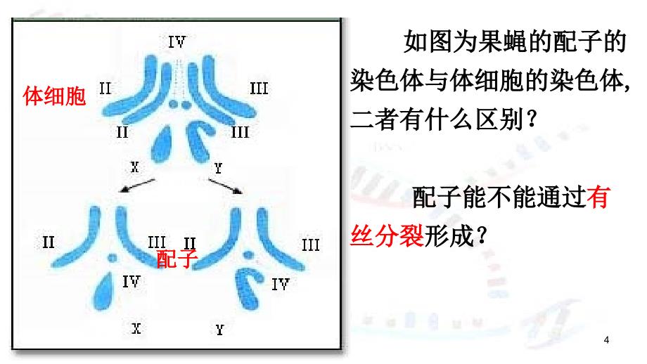 高一生物必修2减数分裂和受精作用_第4页