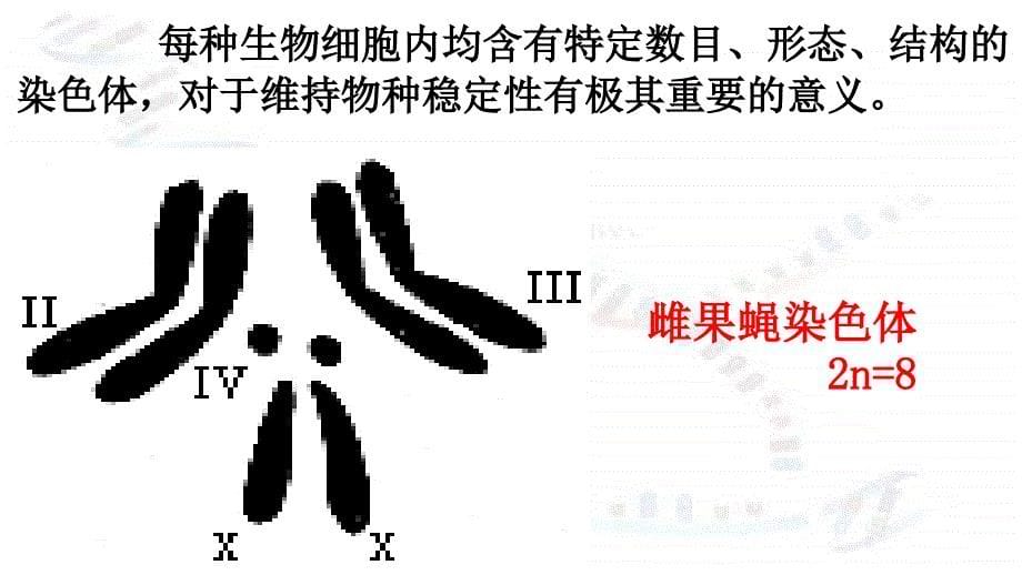 高一生物必修2减数分裂和受精作用_第5页