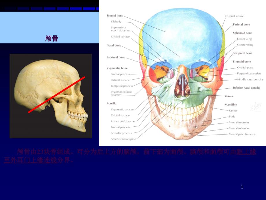 解剖学之颅骨ppt课件_第1页