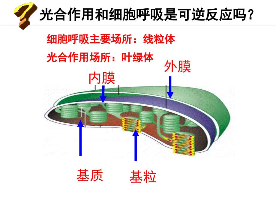 3.5光合作用资料_第3页