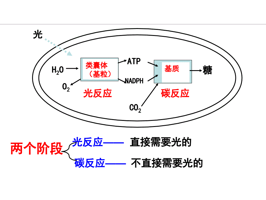 3.5光合作用资料_第4页