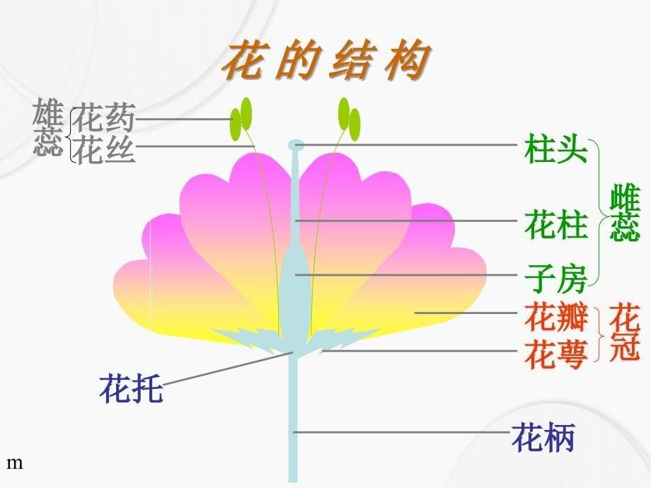 三年级科学下册第一单元第3课开花了课件1鄂教版鄂教版小学三年级下册自然科学课件_第5页