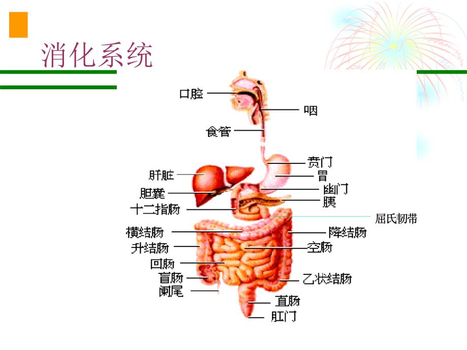 诊断学课件腹痛_第2页