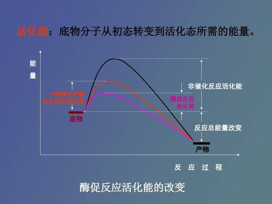 酶促反应机理_第5页