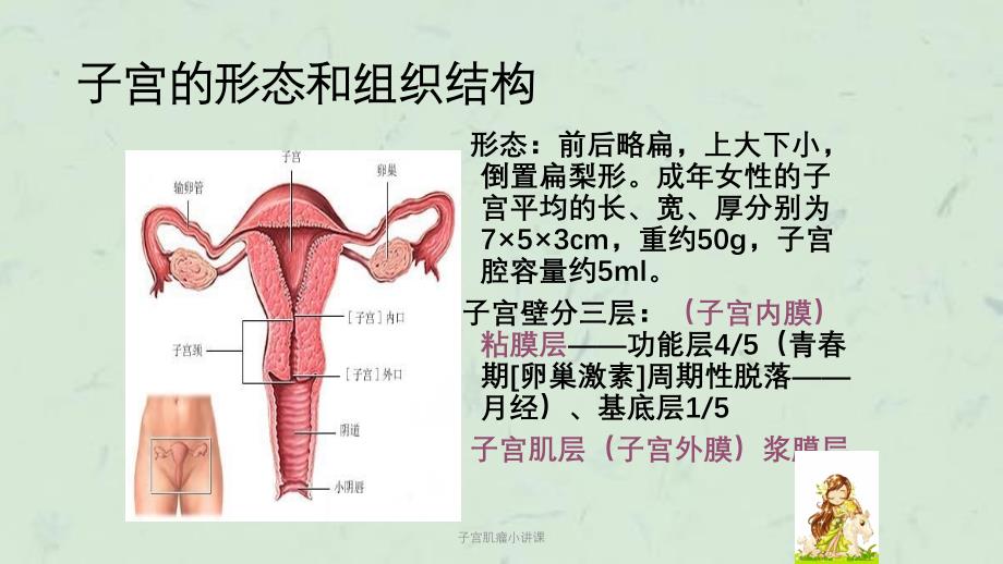 子宫肌瘤小讲课课件_第4页