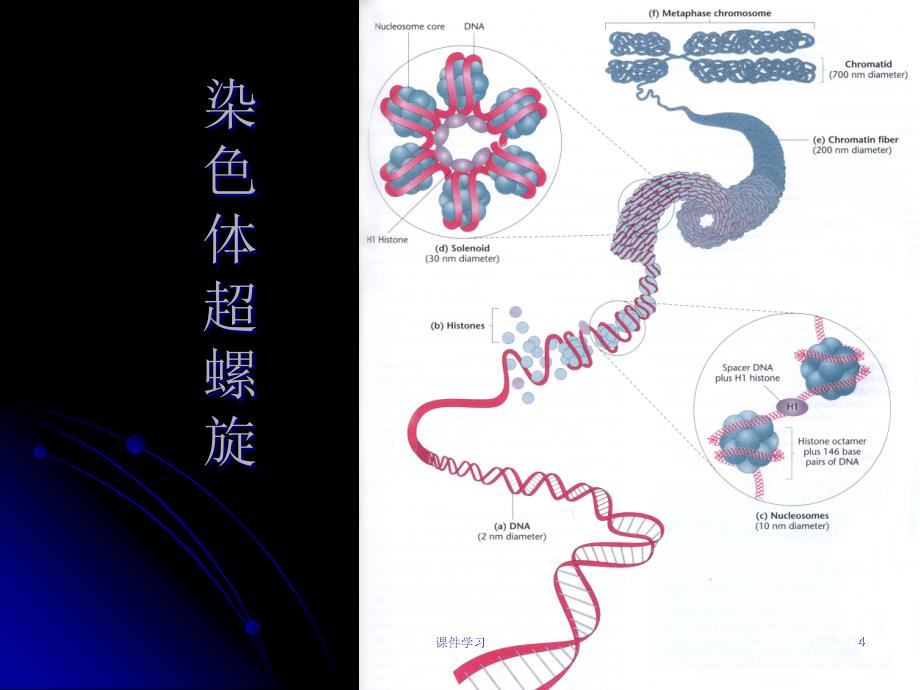 核型分析#参考课件_第4页