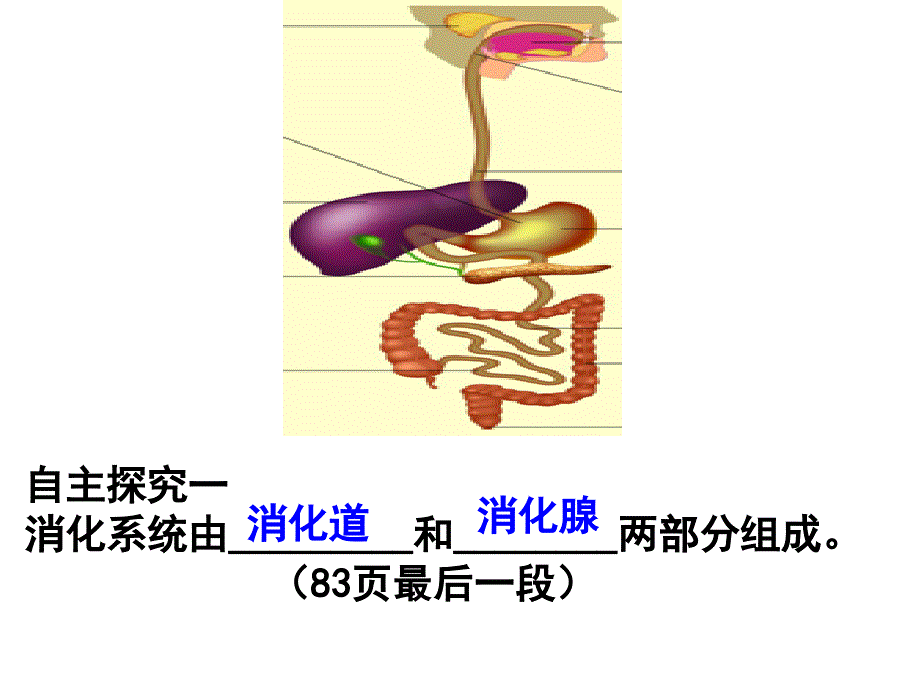 人体对食物的消化和吸收_第3页