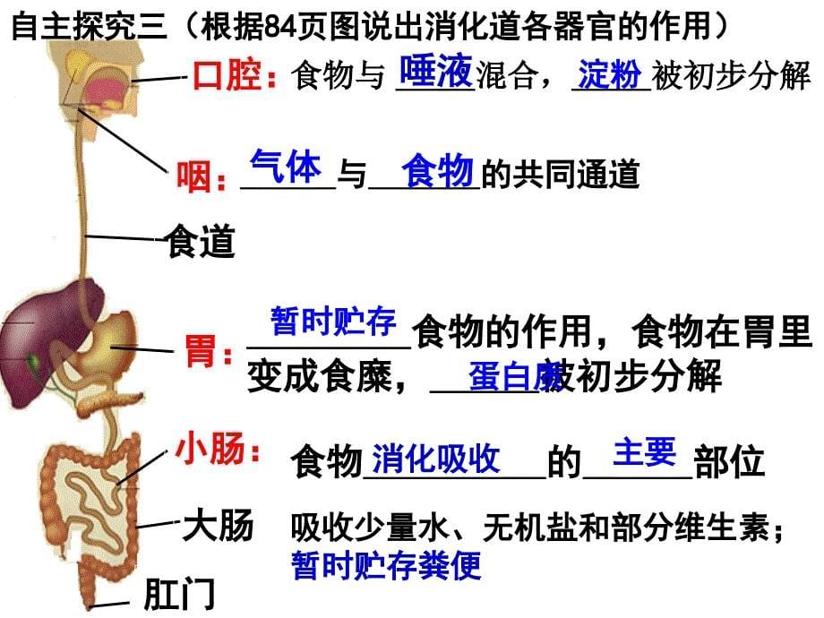 人体对食物的消化和吸收_第5页