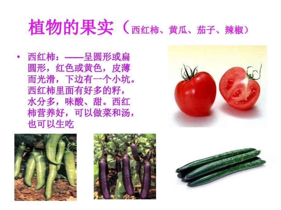 蔬菜品种多中二班常识_第5页