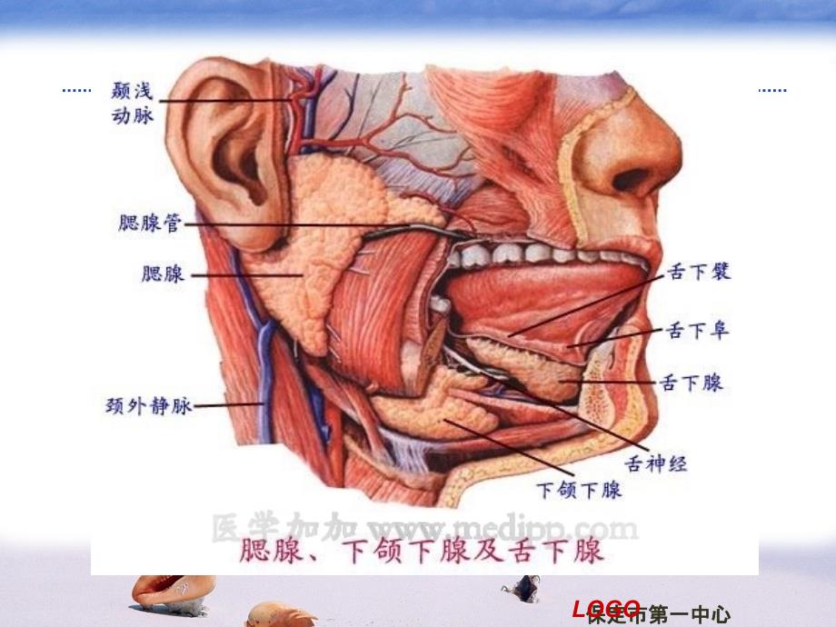 流行性腮腺炎PPt课件_第3页