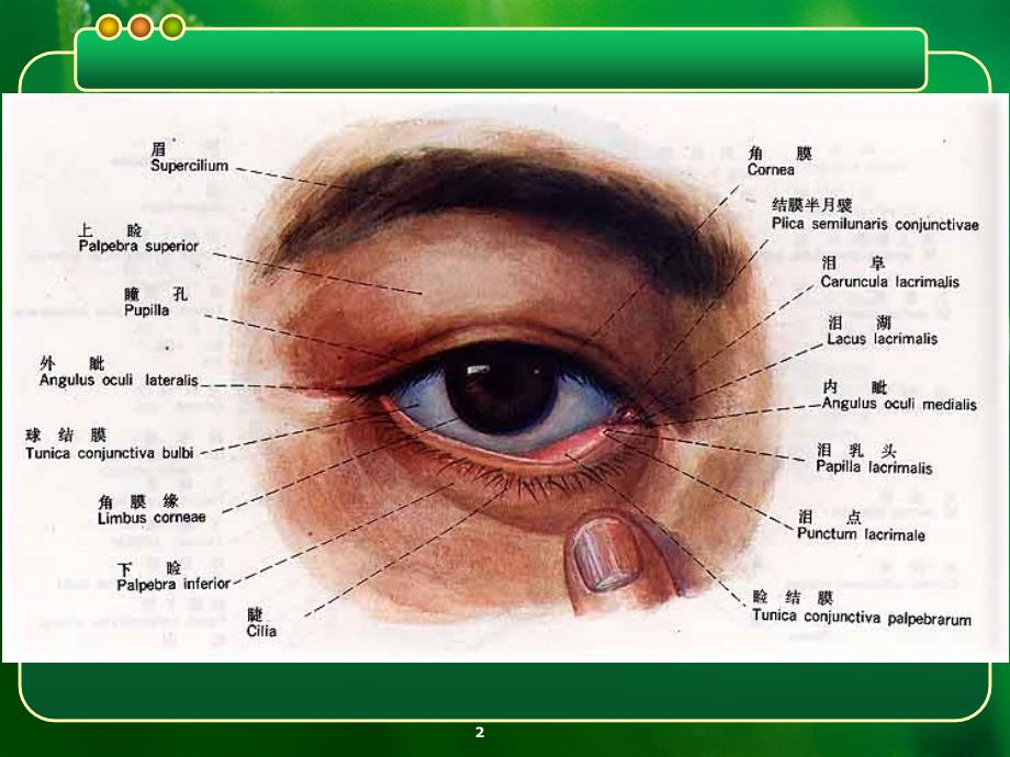 用眼卫生ppt课件_第2页