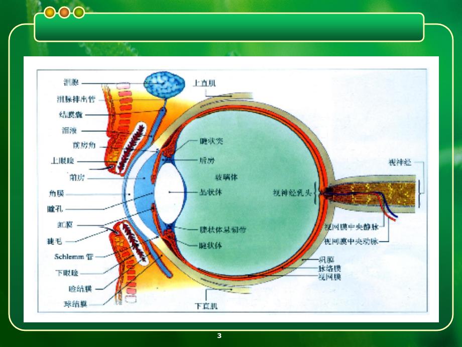 用眼卫生ppt课件_第3页