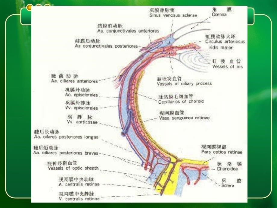 用眼卫生ppt课件_第5页