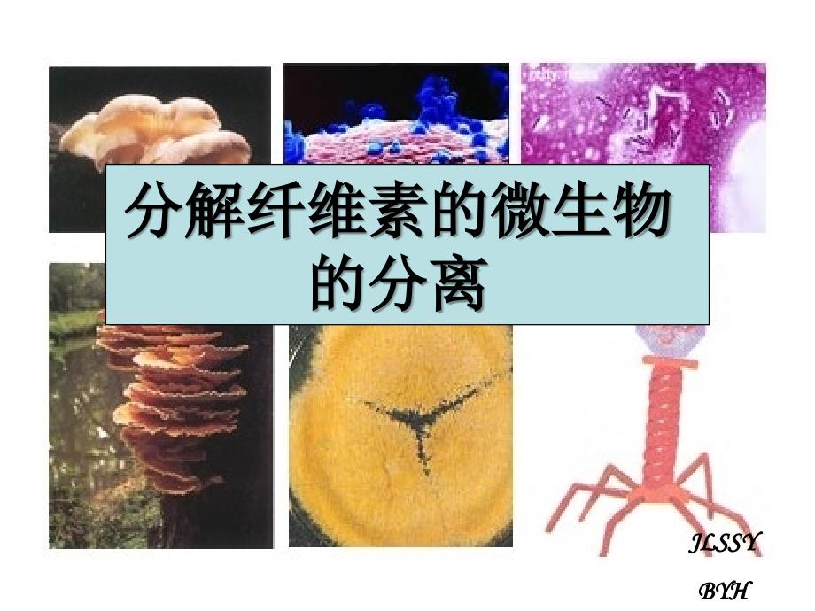 公开课分解纤维素的微生物的分离_第1页