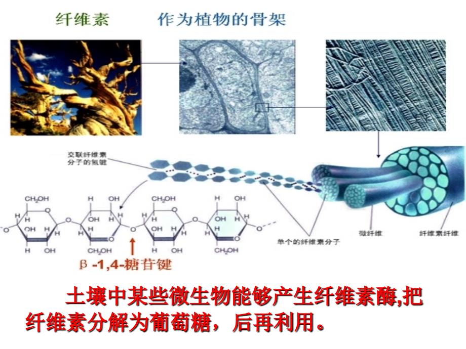 公开课分解纤维素的微生物的分离_第3页