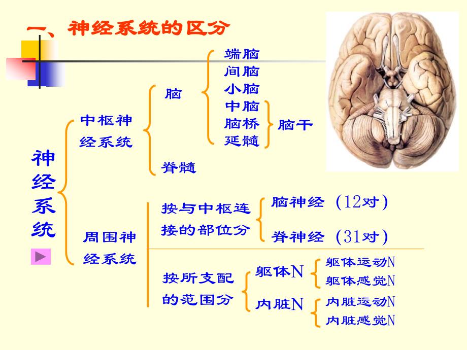 thenervoussystemgeneraldescription_第3页