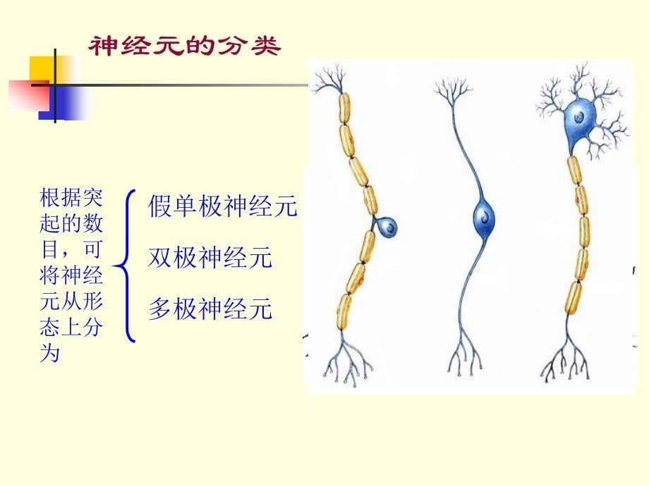 thenervoussystemgeneraldescription_第5页