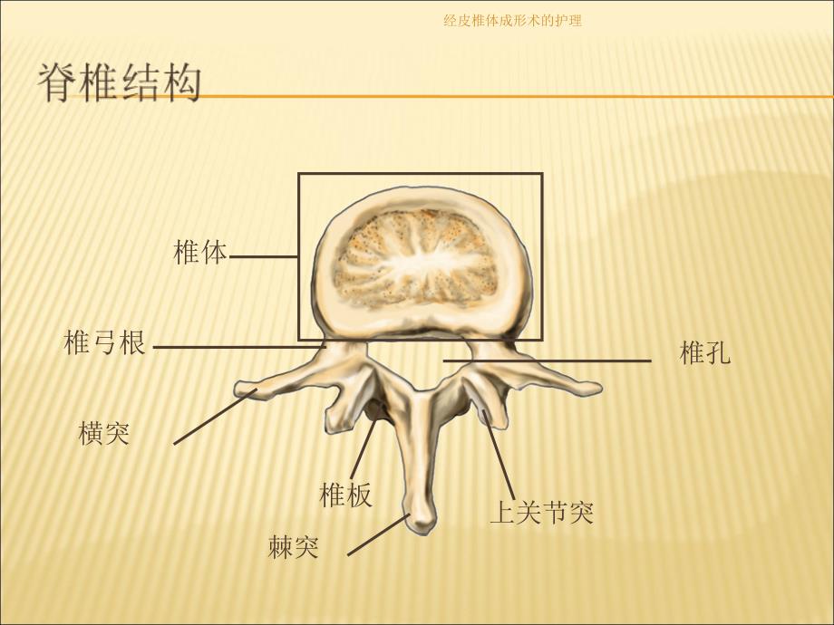 经皮椎体成形术的护理_第4页