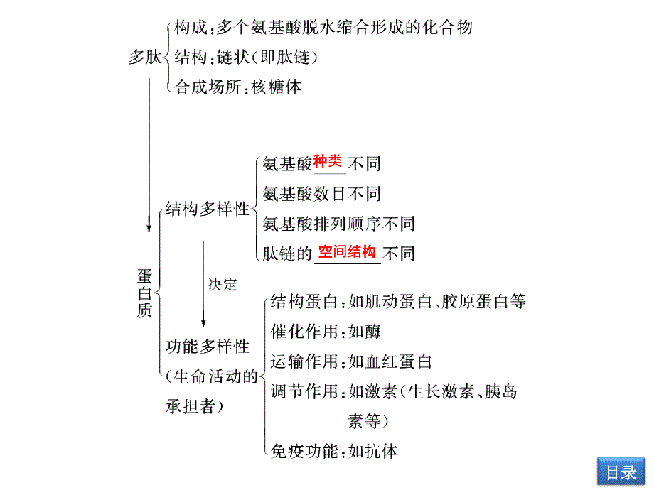 蛋白质核酸最新课件_第4页