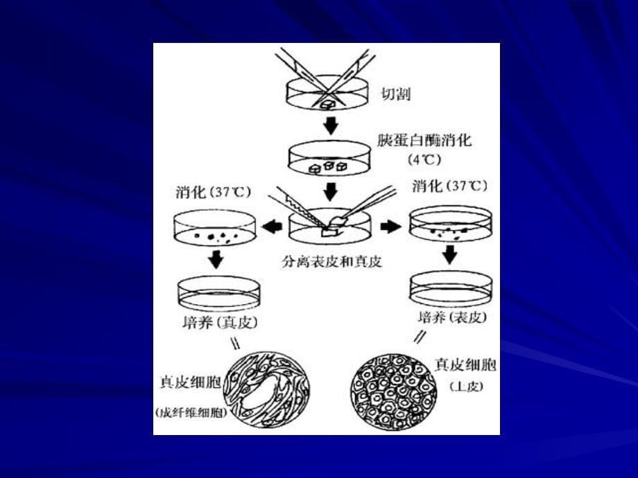 第四节细胞培养技术ppt课件_第5页