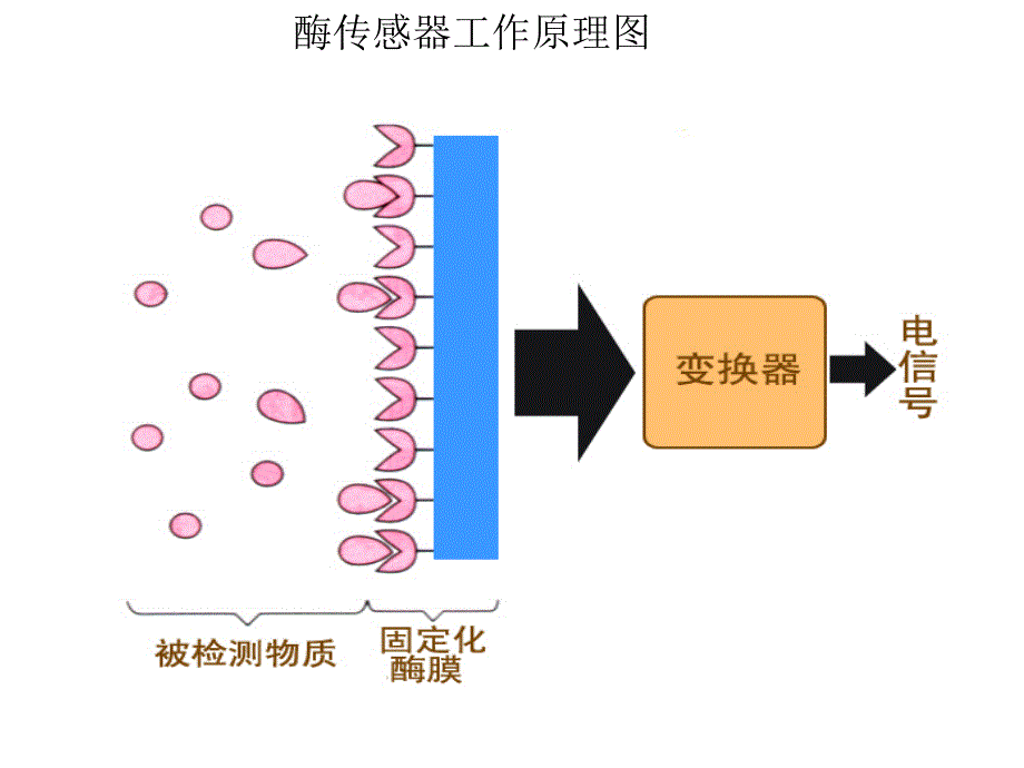 酶传感器工作原理图_第2页