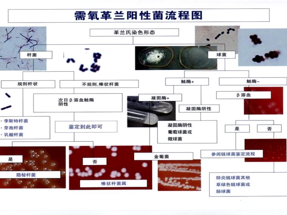 革兰阳性菌的鉴定操作ppt课件_第3页