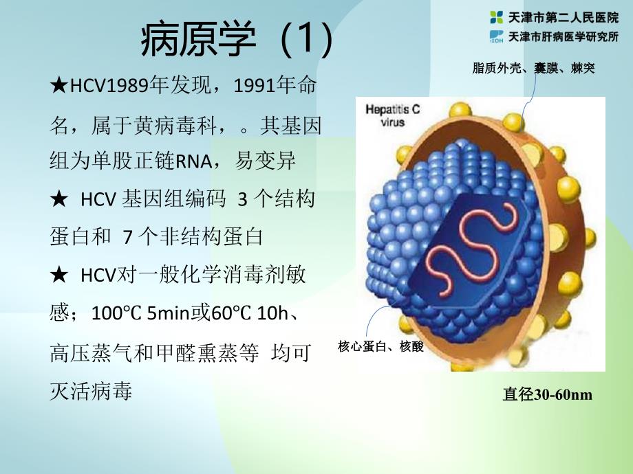 传染病学课件：03 丙型病毒性肝炎_第3页