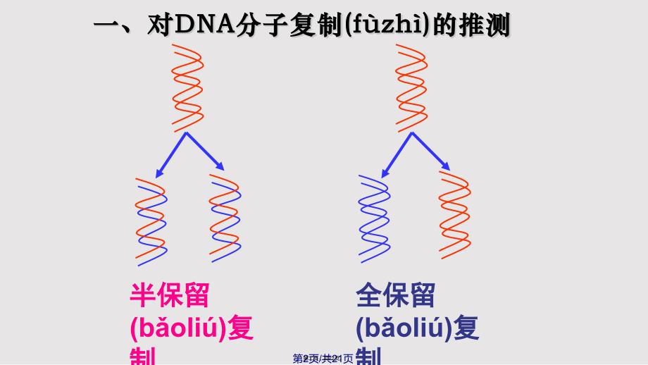 DNA的复制实用教案_第2页