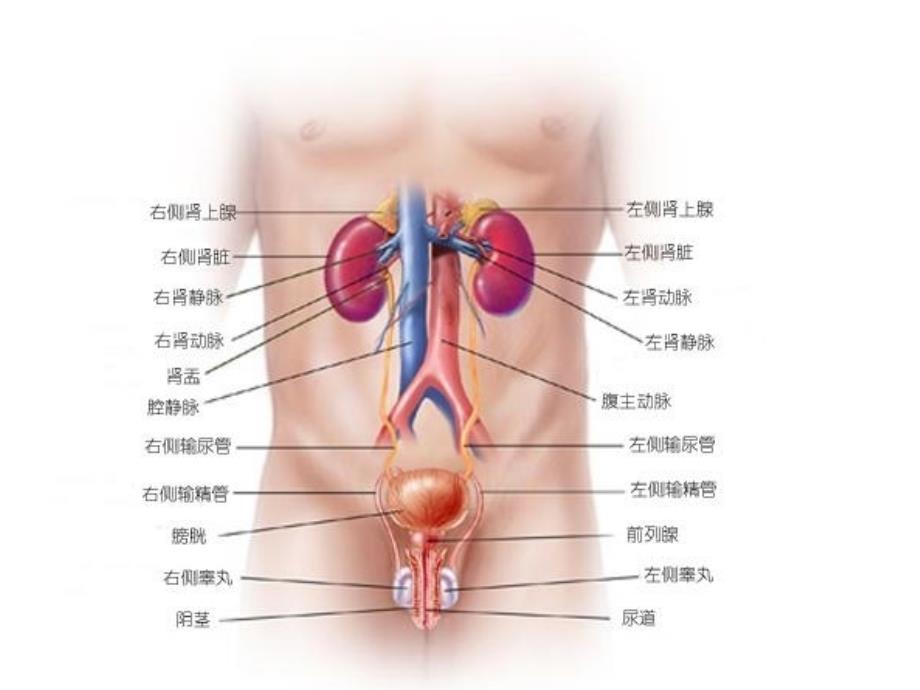 泌尿解剖演示文稿教学课件_第1页