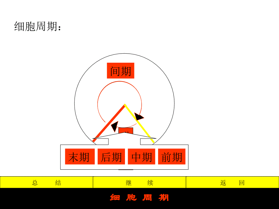 最新细胞有丝分裂课件李晓东PPT文档_第3页