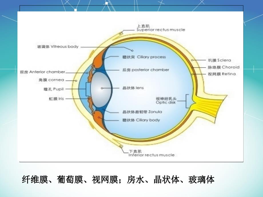 眼球内病变的超声诊断ppt课件_第3页