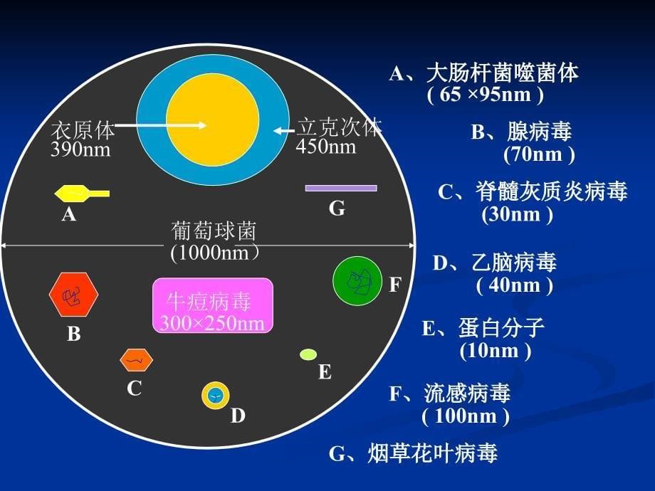 病毒的基本性状PPT课件_第5页