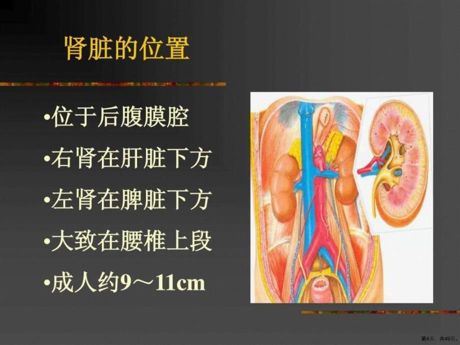 临床医学概要15泌尿系统疾病课件_第4页