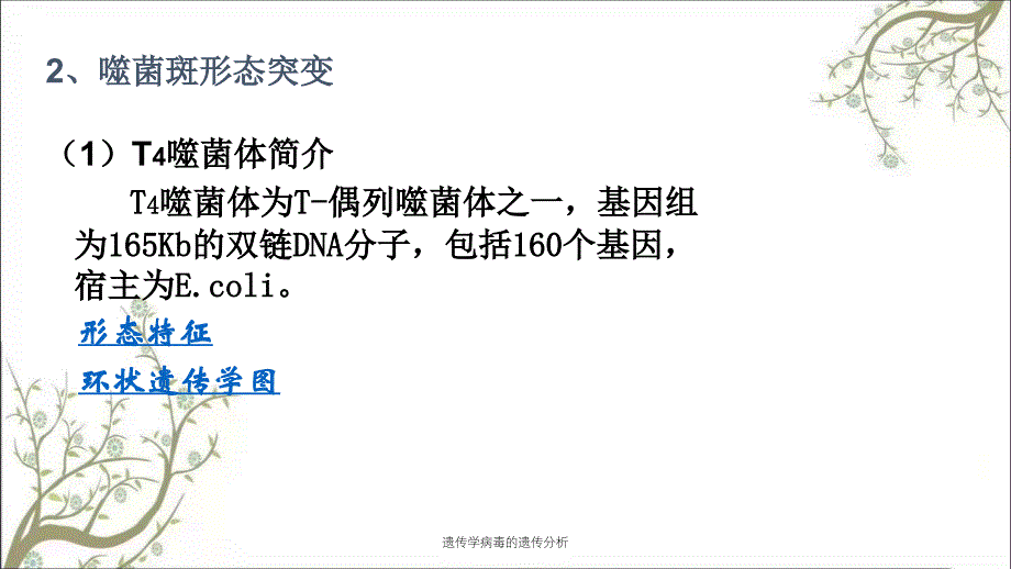 遗传学病毒的遗传分析_第3页