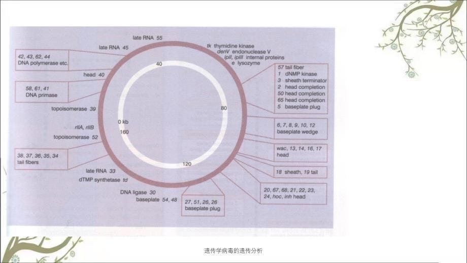 遗传学病毒的遗传分析_第5页