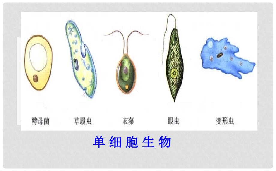 七年级生物上册 2.3.1 细胞的基本结构和功能（1）课件 （新版）北师大版_第4页