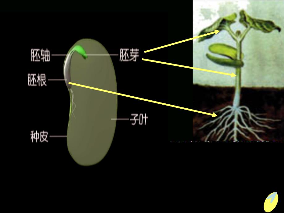 《种子的结构》PPT课件.ppt_第4页