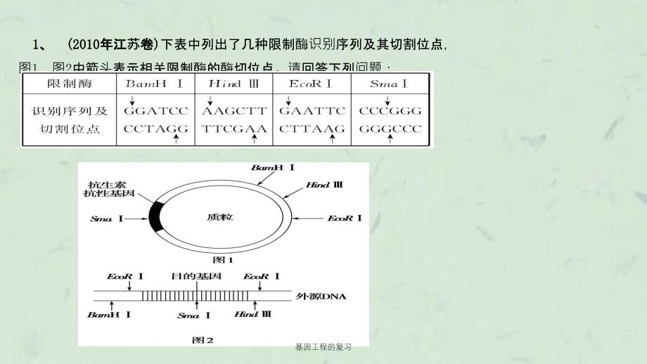 基因工程的复习课件_第1页