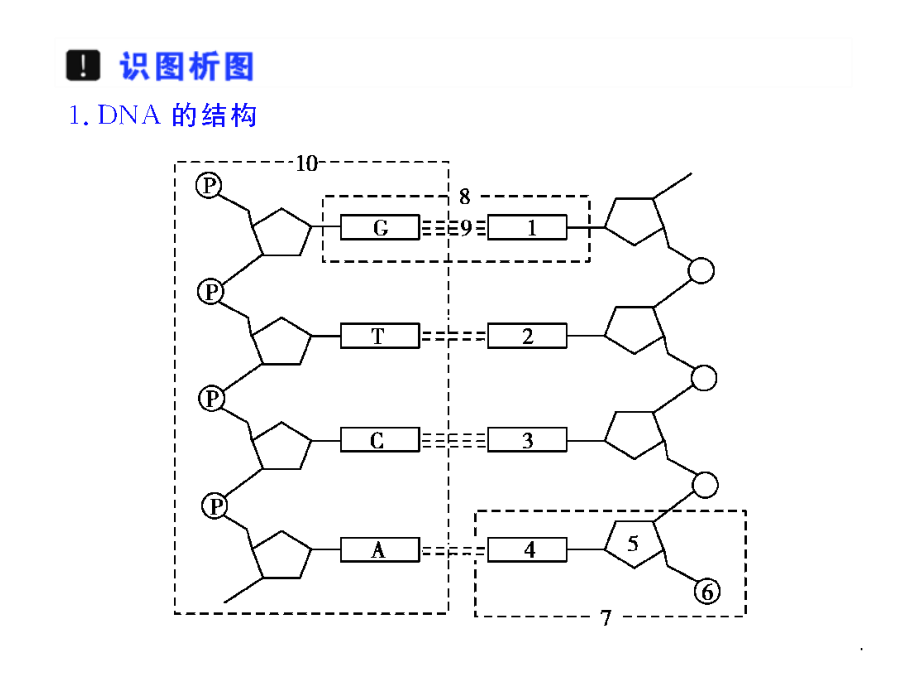 2022届高三生物一轮复习课件第24讲DNA的结构和DNA的复制苏教版_第4页