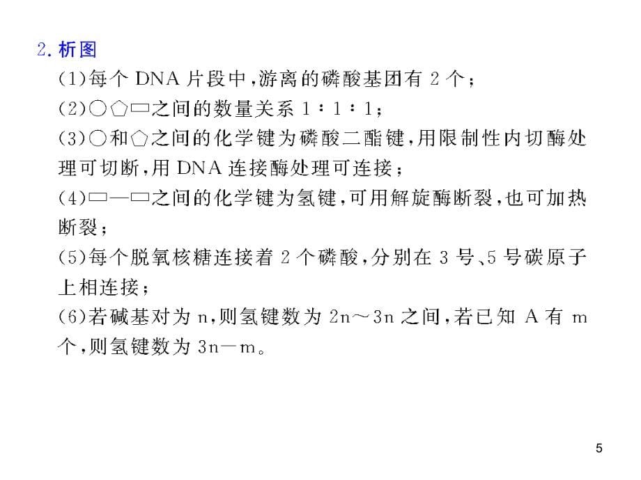 2022届高三生物一轮复习课件第24讲DNA的结构和DNA的复制苏教版_第5页