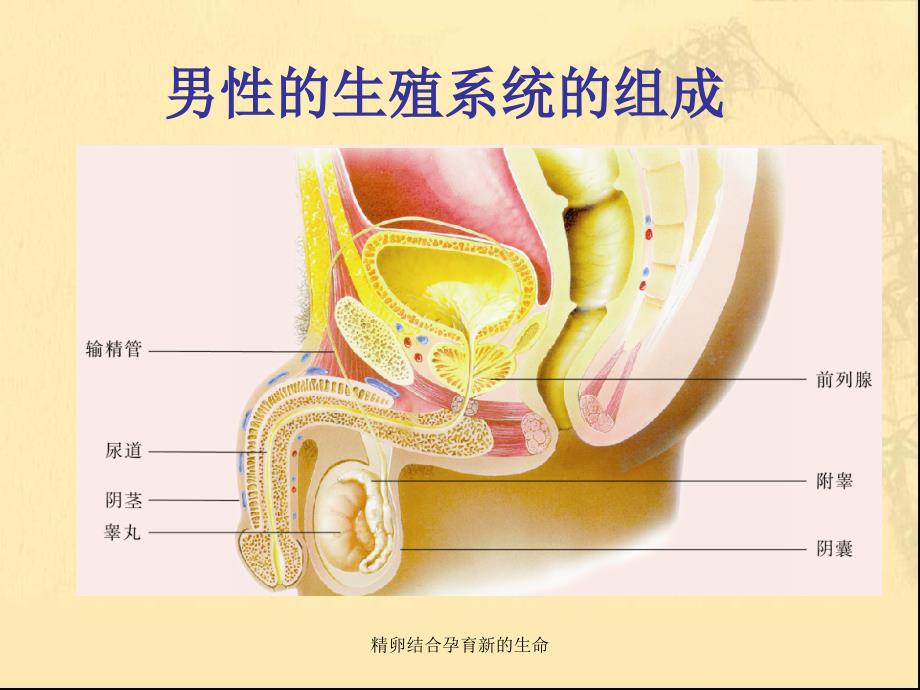 精卵结合孕育新的生命课件_第3页