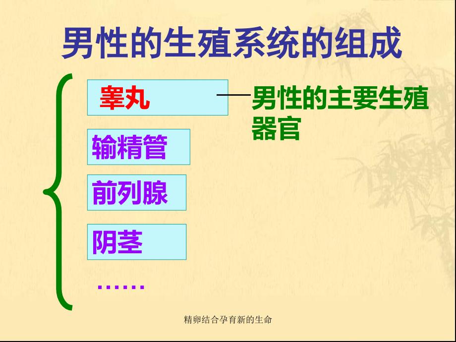 精卵结合孕育新的生命课件_第4页