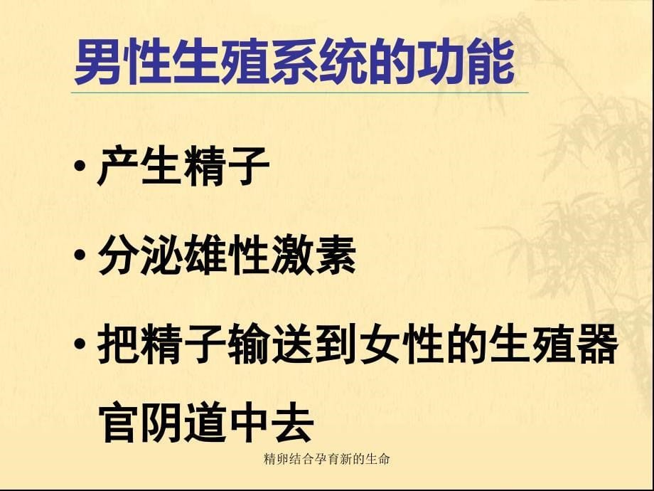 精卵结合孕育新的生命课件_第5页