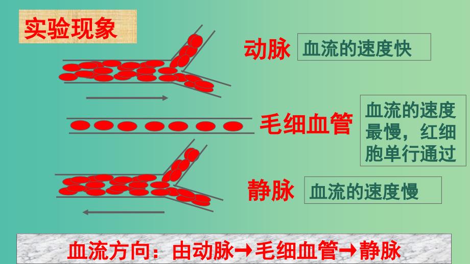 七年级生物下册 第四章 第二节 血流的管道——血管课件1 新人教版.ppt_第4页