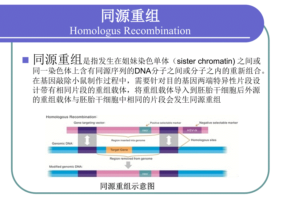 creloxp基因敲除系统.ppt_第3页