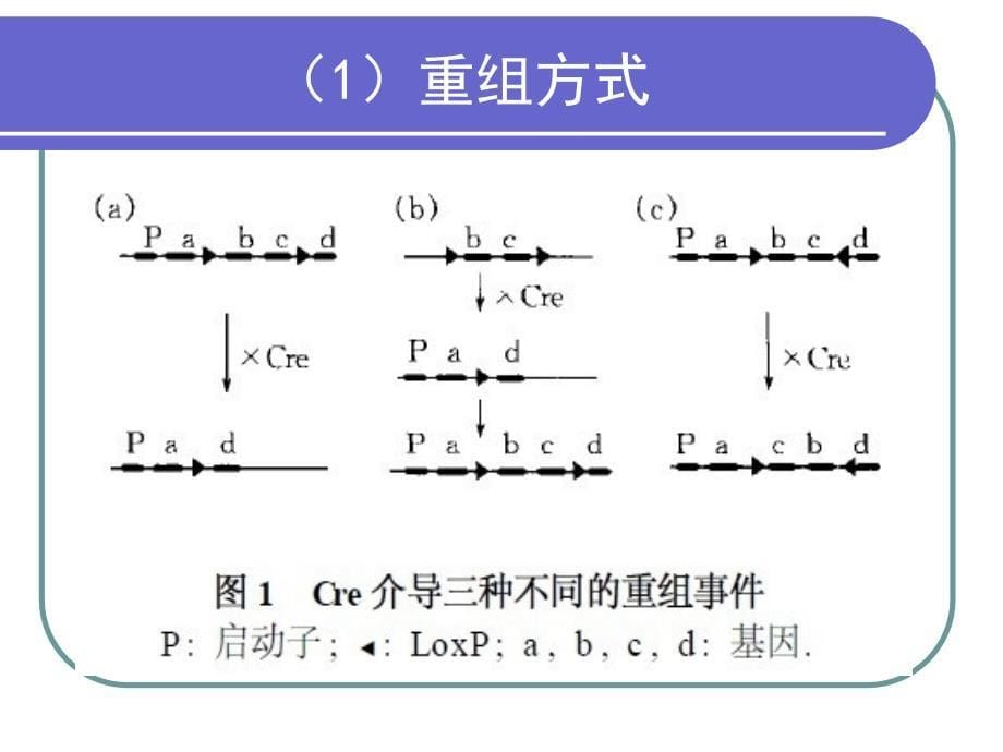 creloxp基因敲除系统.ppt_第5页