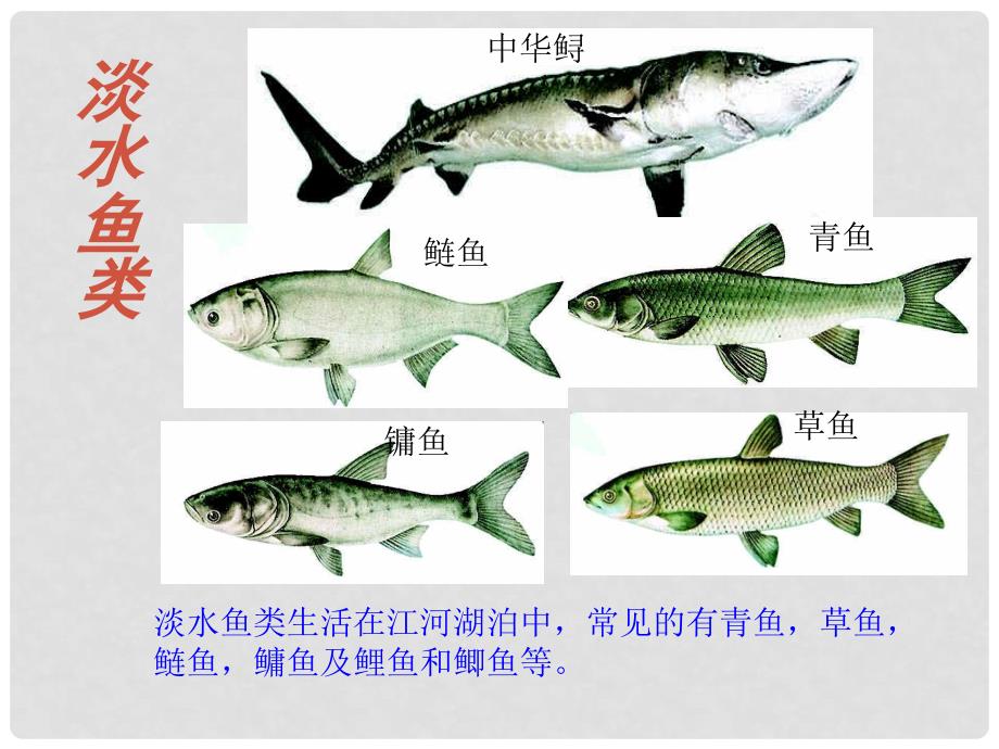 吉林省通榆县第八中学八年级生物上册 5.1.4 鱼课件 （新版）新人教版_第4页