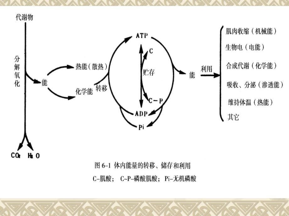 七章能量代谢与体温调节TemperateregulationP_第5页